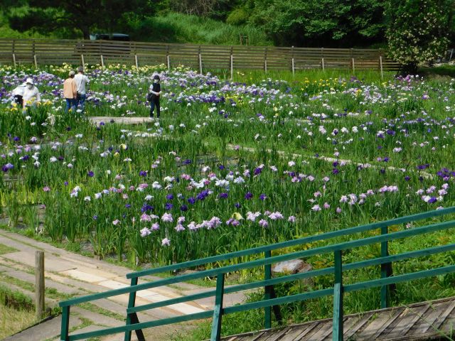 小國神社の一宮花ショウブ園