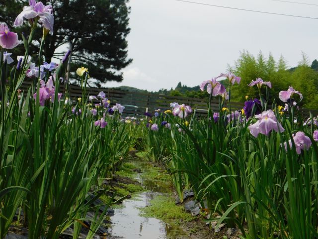 小國神社の一宮花ショウブ園