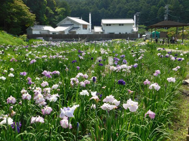 小國神社の一宮花ショウブ園