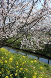 垂木川の春風景