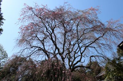 垂木川の春風景