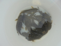 二俣川で魚とり