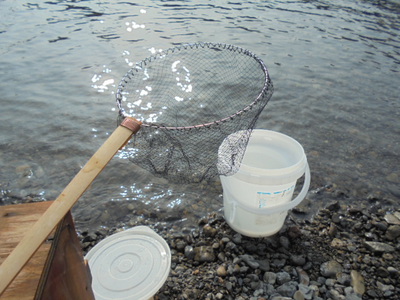二俣川で魚とり