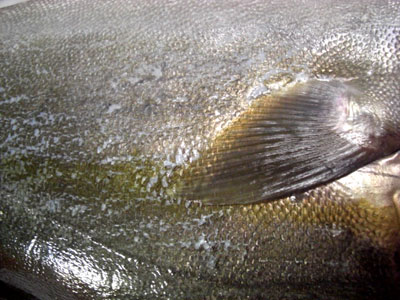 白魚