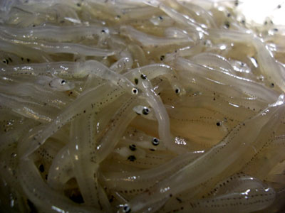 白魚