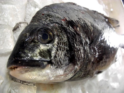 白魚