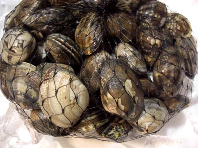 白魚