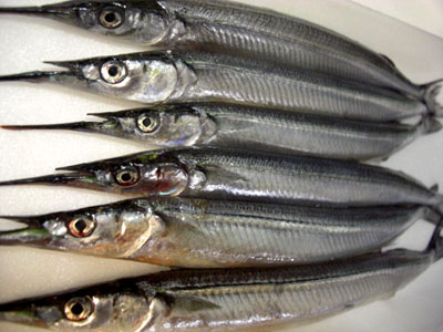 活け白魚（いささ）
