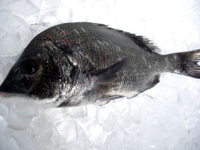 活け白魚（いささ）
