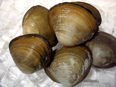 活け白魚（いささ）