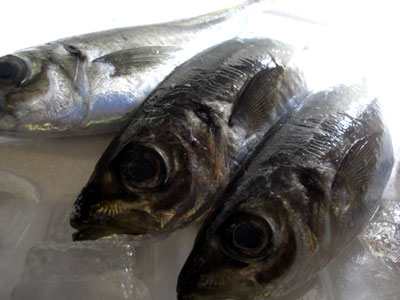 〆魚つなし
