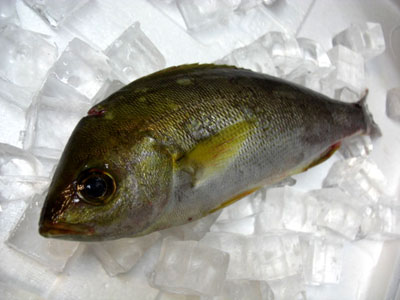 魚さん