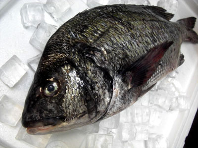 魚さん