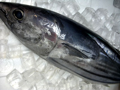 魚さん