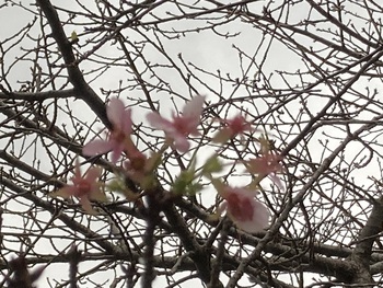 緑化推進センターの河津桜♪