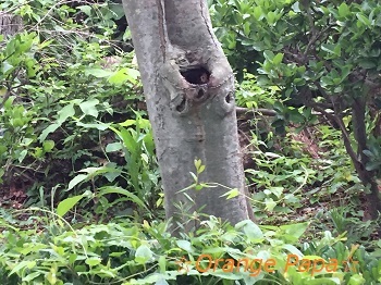この木なんの木？