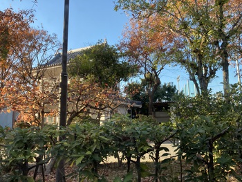 浜松城公園にて♪