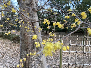 ロウバイの花♪