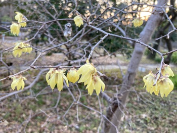 ロウバイの花♪