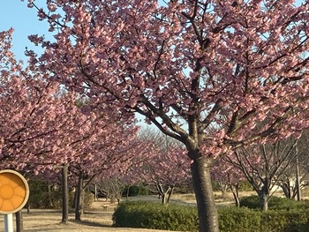 佐鳴湖公園の河津桜♪