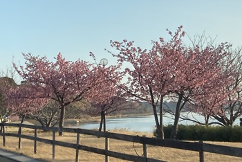 佐鳴湖公園の河津桜♪