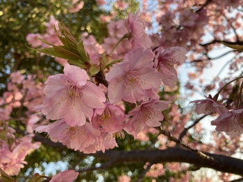 佐鳴湖公園の河津桜♪