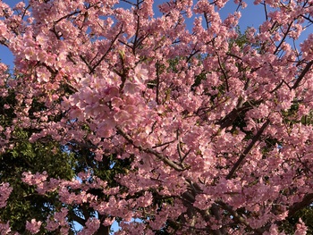 佐鳴湖公園の河津桜♪