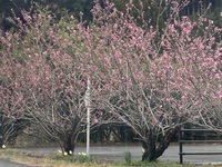 天竜花桃の里にて♪