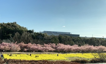 大山桜♪