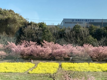 大山桜♪