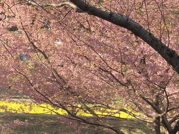 大山桜♪