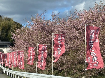 大山桜♪