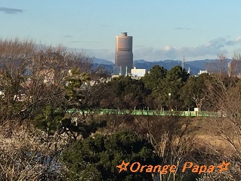 遠州灘海浜公園の剪定枝♪