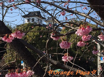 掛川城公園の掛川桜♪