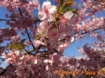 掛川城公園の掛川桜♪