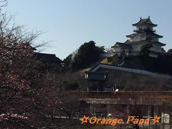 掛川城公園の掛川桜♪