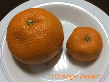 オレンジパパのミカン♪