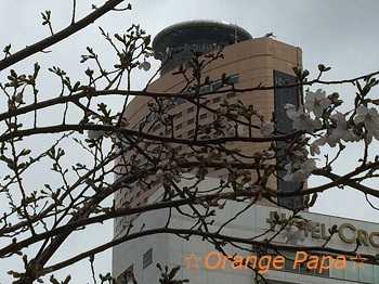 オレンジパパ付近の桜が咲き始めました♪