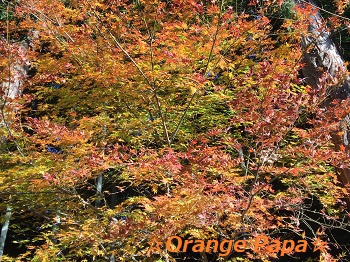 豊橋の普門寺にて♪