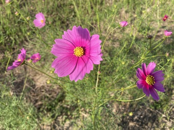 磐田市のコスモス畑♪