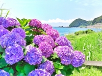 梅雨入り！近づく夏！　パーソナルカラー夏タイプの方が輝く季節です