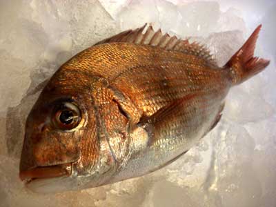 今日の旬の魚介類