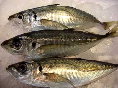 今日の旬の魚介類