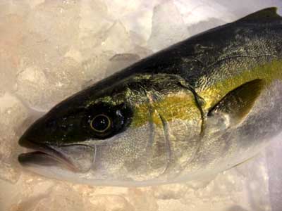 今日の旬の魚介類