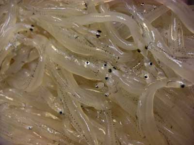 今日の旬の魚介類