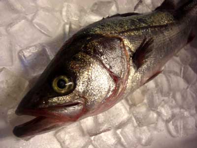 白魚