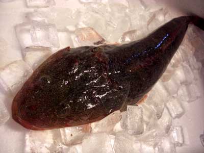 白魚