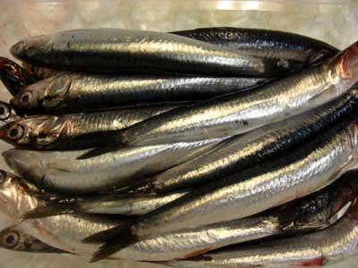 まぼろしのエビ入荷