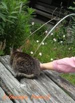 「おもいでの家」の猫♪　掛川