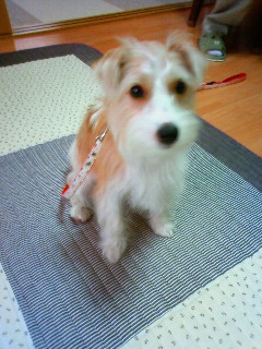 出張トレーニング♪メイプルちゃん。